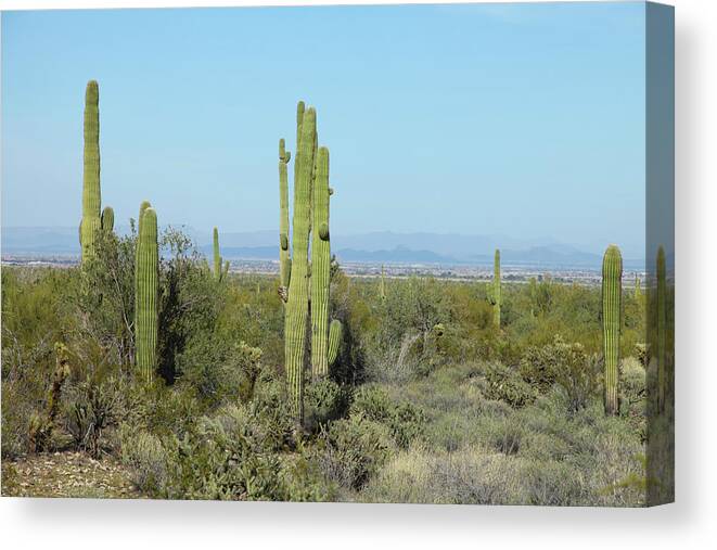 Saguaro Cactus Canvas Print featuring the photograph Arizona Countryside by Incommunicado