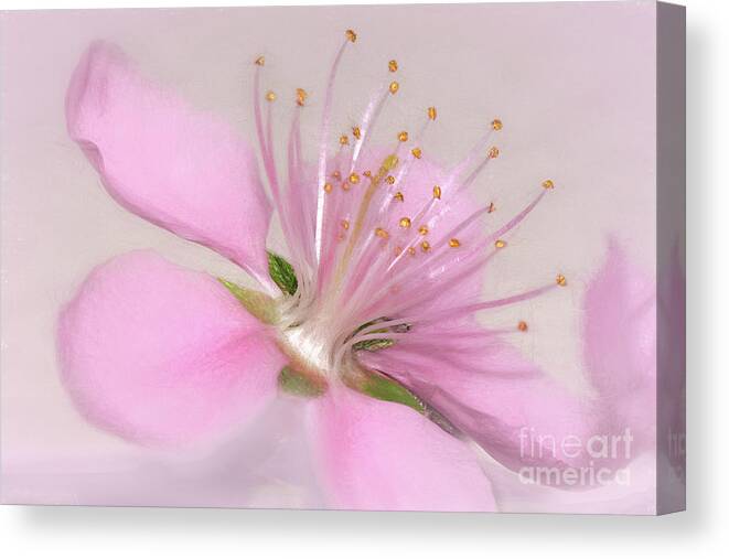 Art Of A Pink Blossom Canvas Print featuring the photograph Art of a Pink Blossom by Kaye Menner by Kaye Menner