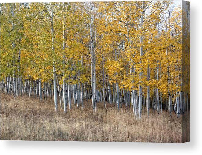 Fall Canvas Print featuring the photograph Aspen Glory by Denise Bush