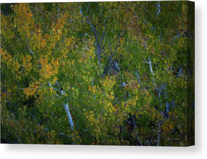 Best Of The Northwest Canvas Print featuring the photograph Aspen Glow by Greg Waddell