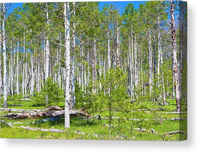 Scenics Canvas Print featuring the photograph Aspen Grove by Philip Nealey