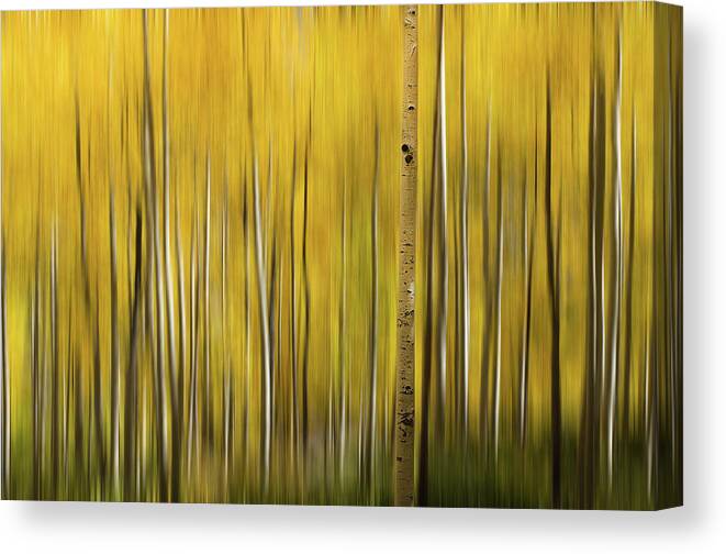 Tranquility Canvas Print featuring the photograph Aspen by Mengzhonghua Photography