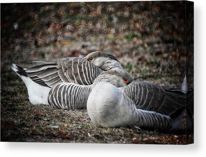  Canvas Print featuring the photograph At Rest by DArcy Evans