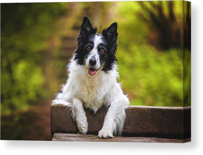 #dog Canvas Print featuring the photograph Attentive Border Collie Sits On Wooden Beam In Nature by Davorin Baloh
