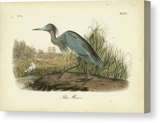 Coastal & Tropical Canvas Print featuring the painting Audubon's Blue Heron by John James Audubon