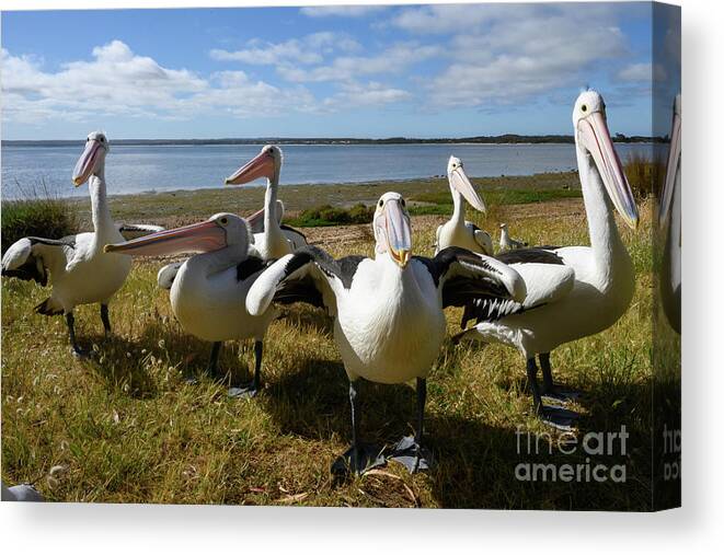 Animal Canvas Print featuring the photograph Australian Pelicans by Dr P. Marazzi/science Photo Library