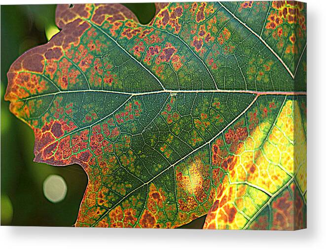 Leaves Canvas Print featuring the photograph Autumn 2 by Jolly Van der Velden
