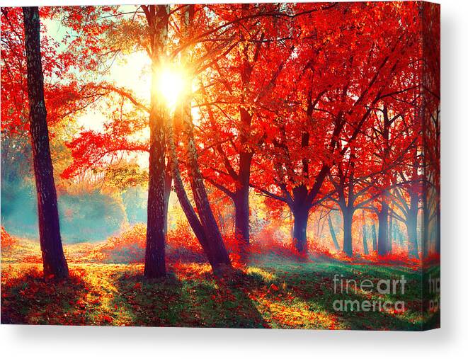 Sunrays Canvas Print featuring the photograph Autumn Fall Scene Beautiful Autumnal by Subbotina Anna