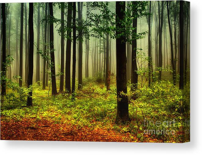 Rain Canvas Print featuring the photograph Autumn Forest by Attila