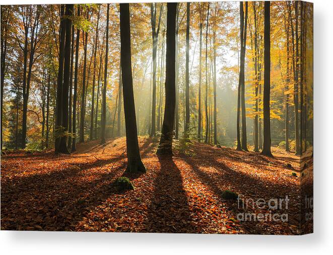 Beauty Canvas Print featuring the photograph Autumn Forest In North Polandpomerania by Mateusz Liberra