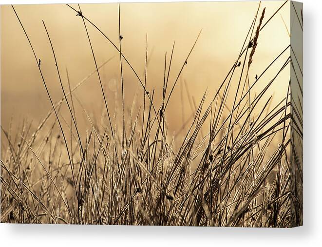 Autumn Canvas Print featuring the photograph Autumn Grass in Colorado by Kevin Schwalbe