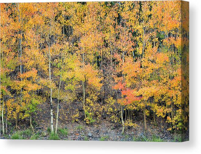 Aspen Canvas Print featuring the photograph Autumn Hues by Denise Bush