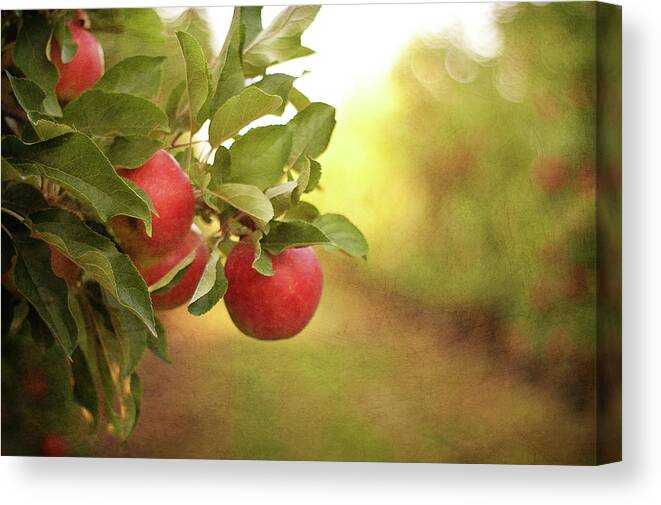 Outdoors Canvas Print featuring the photograph Autumn In The Orchard by Photo By Stefanie Senholdt