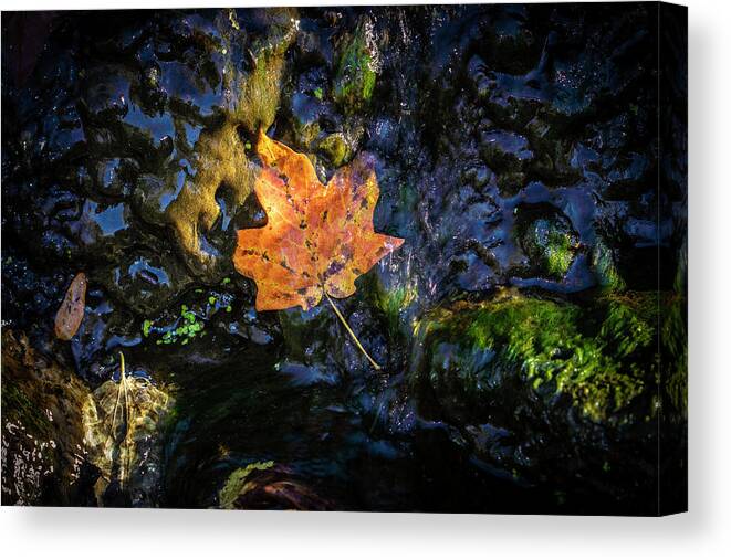 Leaf Canvas Print featuring the photograph Autumn Leaf by Scott Meyer