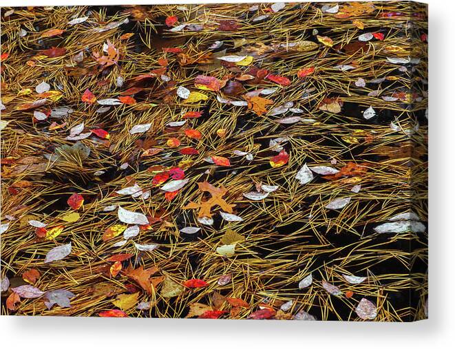 Allegheny Plateau Canvas Print featuring the photograph Autumn Leaves & Pitch Pine Needles by Michael Gadomski