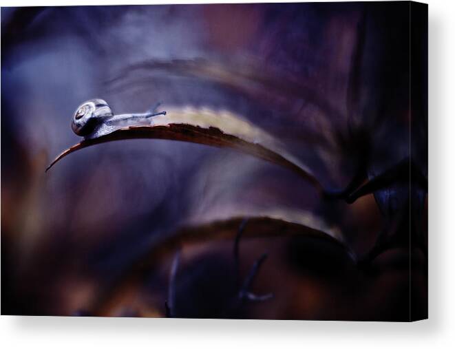 Snail Canvas Print featuring the photograph Autumn Stroll by Fabien Bravin