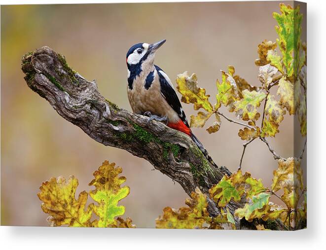 Bird Canvas Print featuring the photograph Autumn Woodpecker by Mario Surez