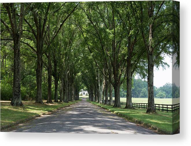 Berry College Canvas Print featuring the photograph Avenue of Trees by Douglas Wielfaert