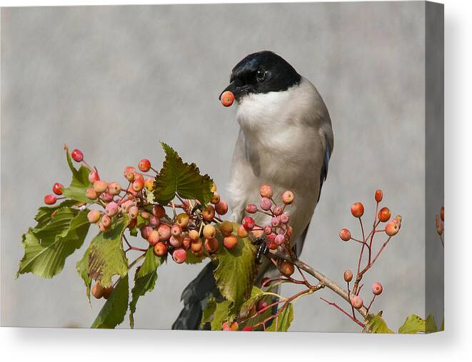 Azure-winged Magpie Canvas Print featuring the photograph Azure-winged Magpie by Ryu Shin Woo