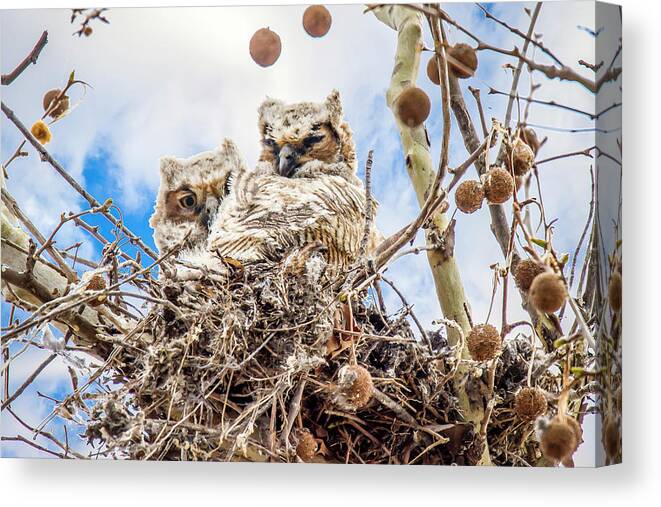 Owls Canvas Print featuring the photograph Baby Great Horned Owls by David Wagenblatt