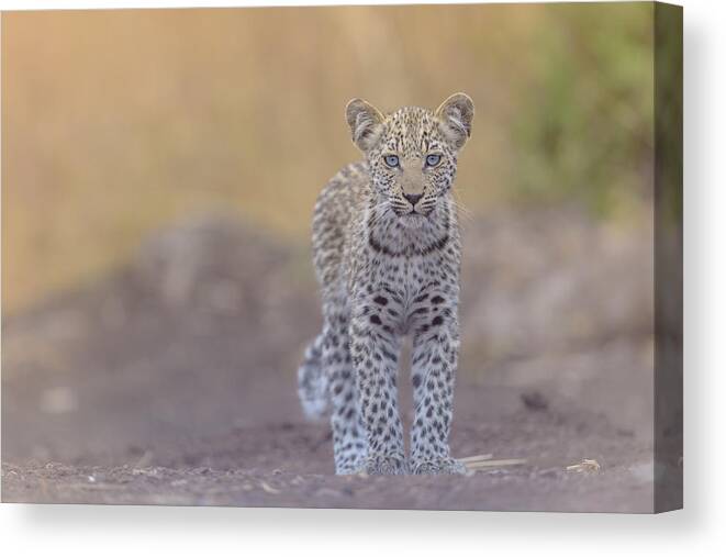 Leopard Canvas Print featuring the photograph Baby Leopard With Blue Eyes by Ozkan Ozmen   I   Big Lens Adventures