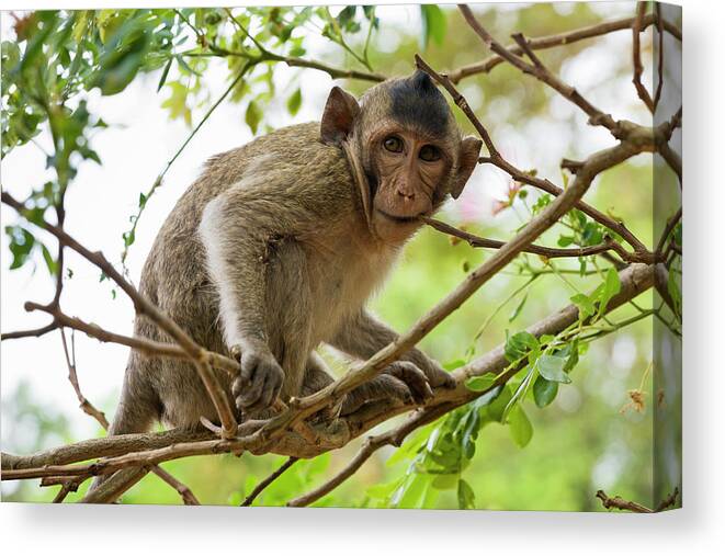 Southeast Asia Canvas Print featuring the photograph Baby Long Tailed Macaque Macaca by Anders Blomqvist