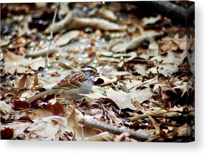 Bird Canvas Print featuring the photograph Back Yard Buffet by DArcy Evans