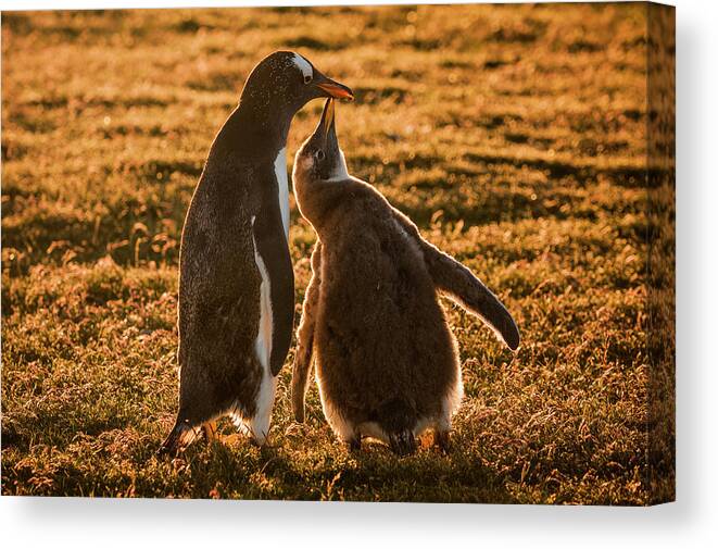 Affection Canvas Print featuring the photograph Backlit Gentoo And Begging Chick by Tui De Roy