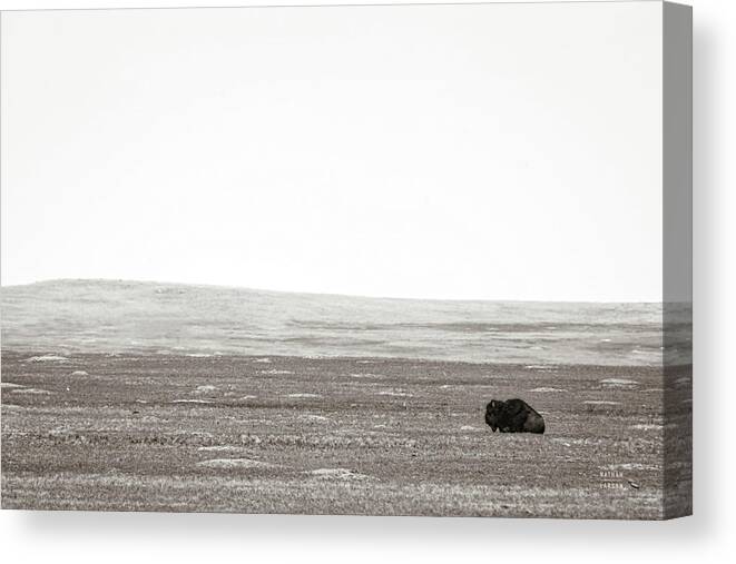 Animals Canvas Print featuring the photograph Badlands Guard by Nathan Larson