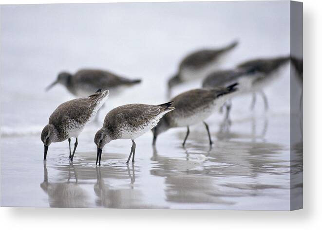 Water's Edge Canvas Print featuring the photograph Bairds Sandpipers, Calidris Bairdii by Ed Reschke