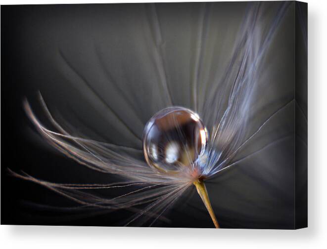 Macro Photograph Canvas Print featuring the photograph Balanced by Michelle Wermuth