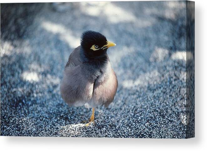 Bird Canvas Print featuring the photograph Balancing Act by Marty Klar