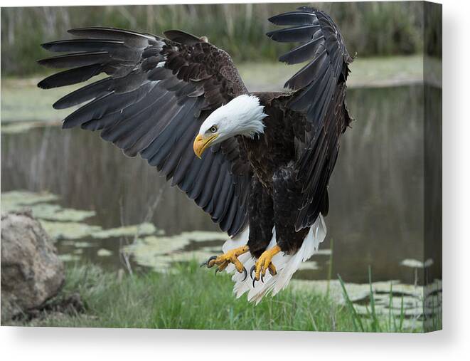 Bald Canvas Print featuring the photograph Bald Eagle by Darlene Hewson