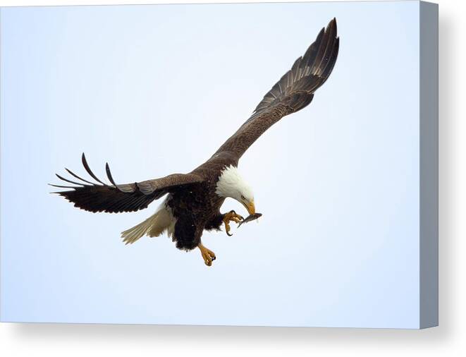 Animal Themes Canvas Print featuring the photograph Bald Eagle Having An Inflight Snack by Todd Ryburn Photography