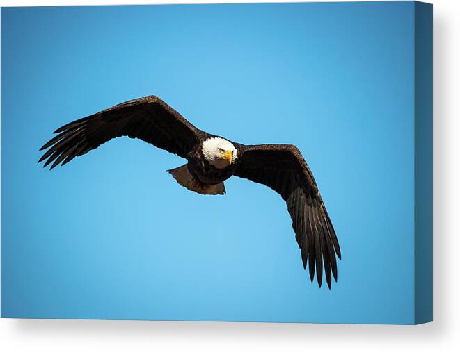 Nature Canvas Print featuring the photograph Bald Eagle In Flight by Jeff Phillippi