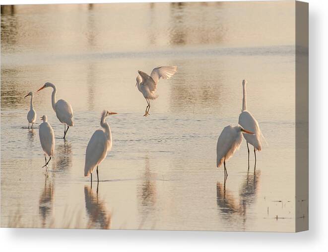 Birds Canvas Print featuring the photograph Ballet of the Egrets by Donald Brown