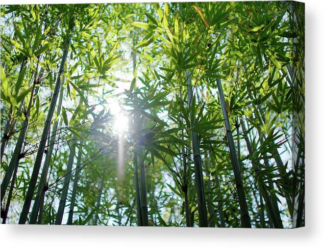 Bamboo Canvas Print featuring the photograph Bamboo by Ben Syverson