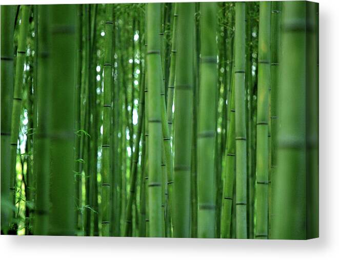 Bamboo Canvas Print featuring the photograph Bamboo Forest by Paco Alcantara