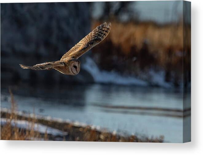 Owl Canvas Print featuring the photograph Barn Owl 1 by Rick Mosher