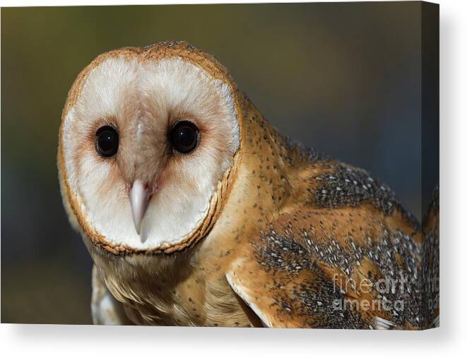 Owls Canvas Print featuring the photograph Barn Owl 4 by Chris Scroggins