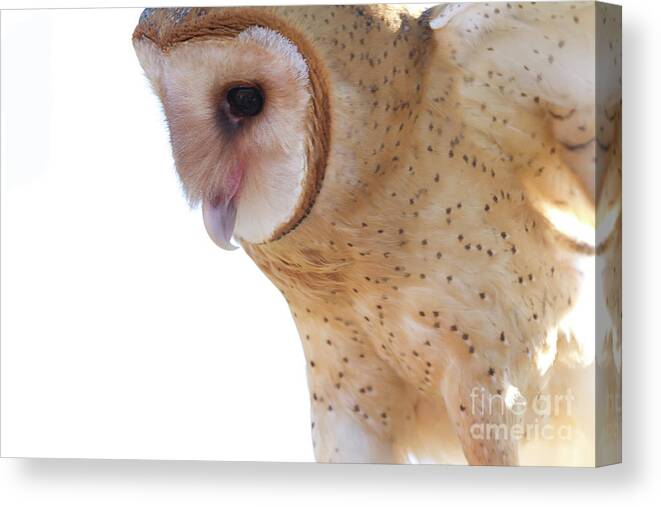 Owls Canvas Print featuring the photograph Barn Owl 6 by Chris Scroggins