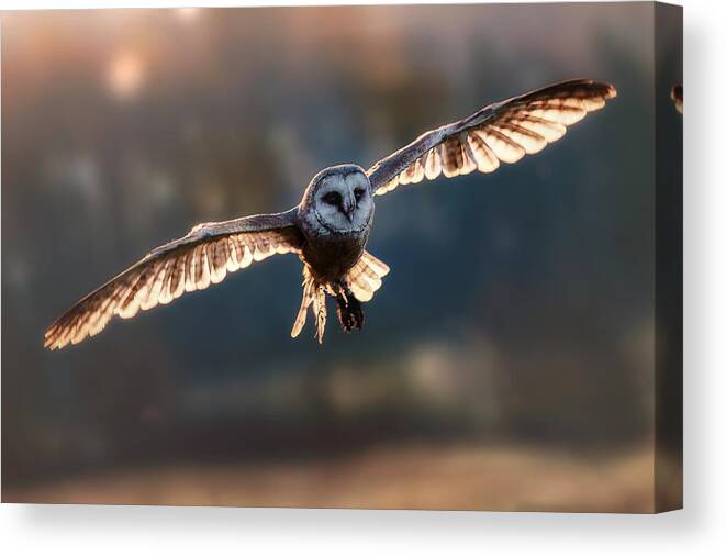 Owl
Bird
Barnowl
Flying
Wings
Sunset
Light Canvas Print featuring the photograph Barn Owl At Sunset by Michaela Fireov