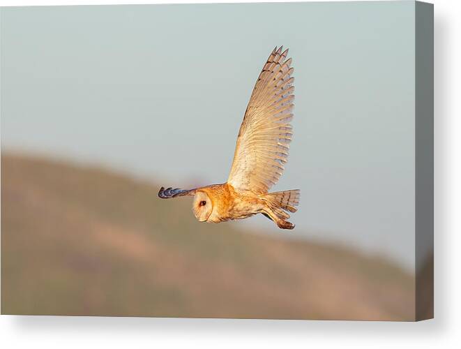 Owl Canvas Print featuring the photograph Barn Owl by Johnson Huang