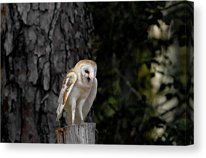 Barn Canvas Print featuring the photograph Barn Owl by Ronnie And Frances Howard