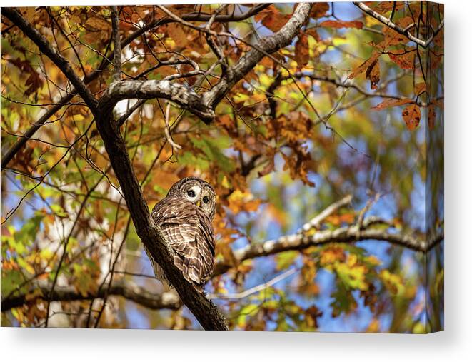 Barred Owl Canvas Print featuring the photograph Barred Owl In Fall by Jordan Hill