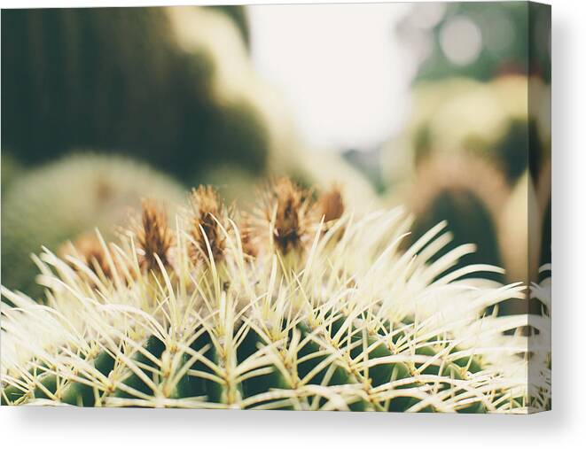 Tranquility Canvas Print featuring the photograph Barrel Cactus by Beth D. Yeaw