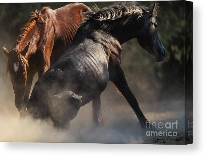 Battle Canvas Print featuring the photograph Battle 2 by Shannon Hastings
