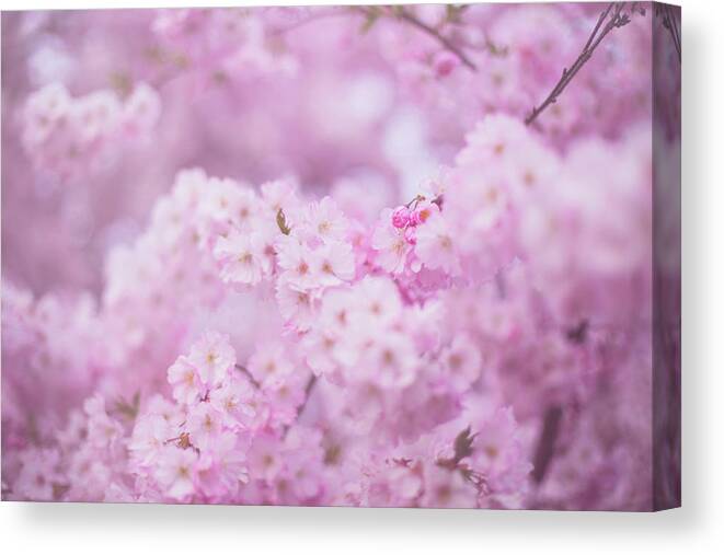 Portland Cherry Blossoms Canvas Print featuring the photograph Be kind to those near you by Kunal Mehra