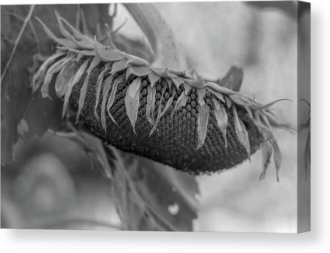 Flower Canvas Print featuring the photograph Be No More Grayscale by Mary Anne Delgado