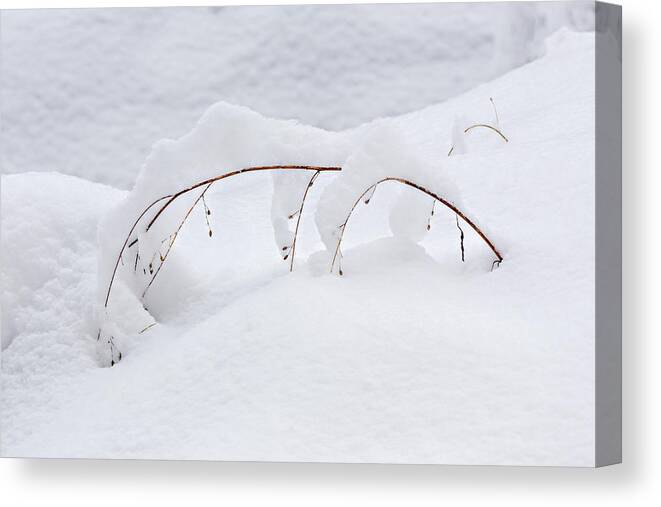 Snow Canvas Print featuring the photograph Bearing the Load by Mary Jo Allen